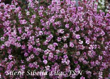 Silene pendula Sibella Lilac FSN -smll-1